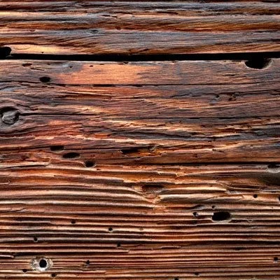 imgi_2_Wood-worm-2-1920w