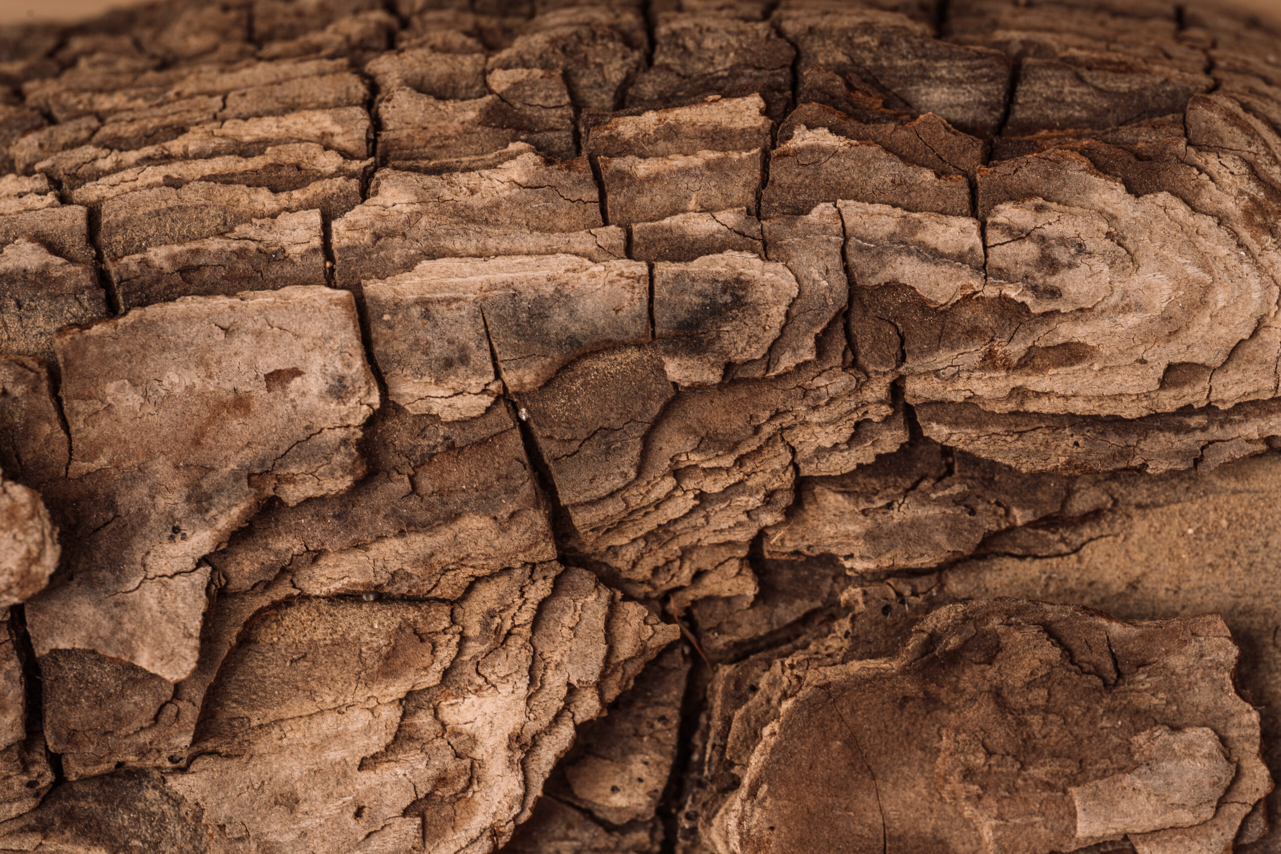 Wooden background from the bark of a tree close-up